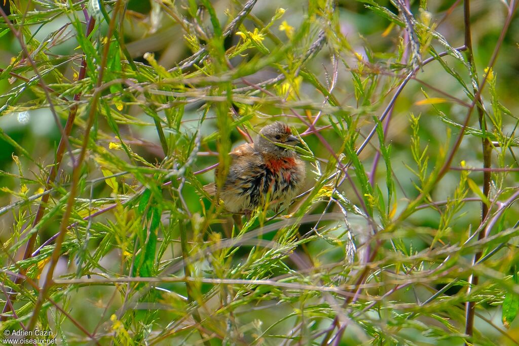 Linotte mélodieuse mâle adulte nuptial