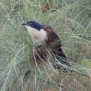 Blue-headed Coucal