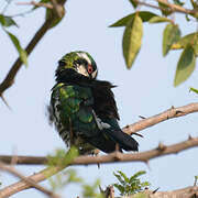 Diederik Cuckoo