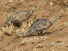 Shelley's Francolin