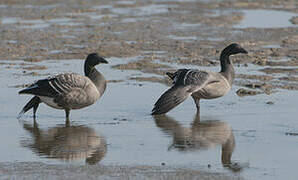 Brant Goose