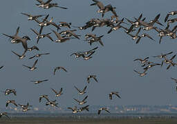 Brant Goose