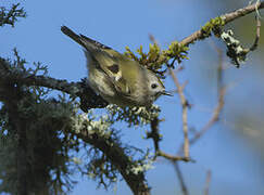 Goldcrest