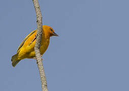 Orange Weaver