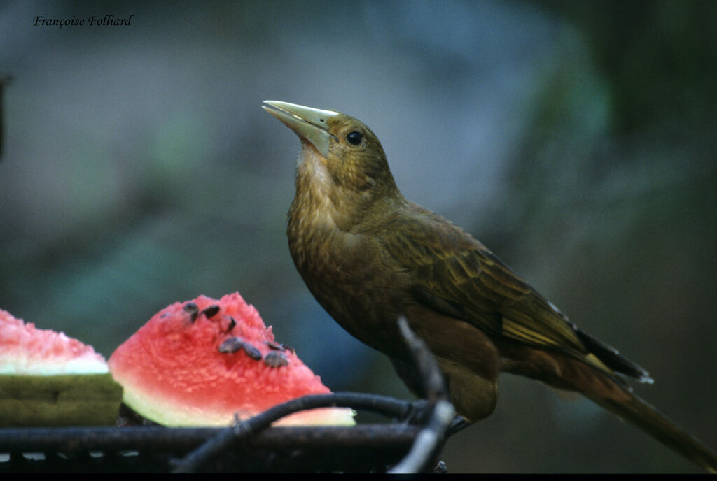 Cassique roussâtreadulte, identification