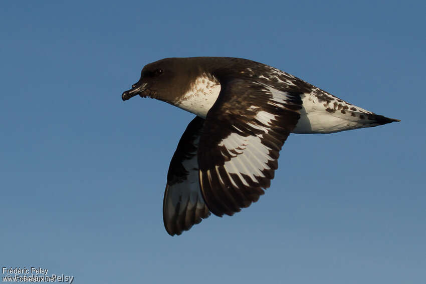 Pintado Petreladult, identification