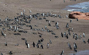 Magellanic Penguin