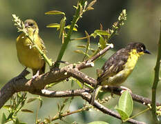 Baglafecht Weaver