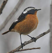 Moussier's Redstart