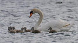 Cygne tuberculé