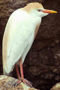 Western Cattle Egret