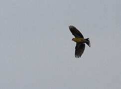 Chardonneret jaune