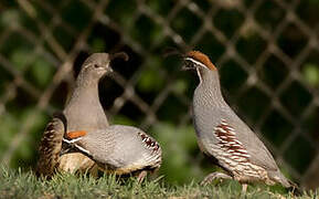 Gambel's Quail