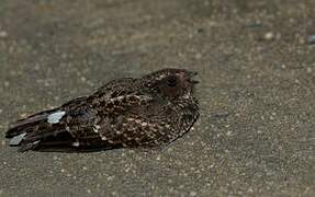 Blackish Nightjar