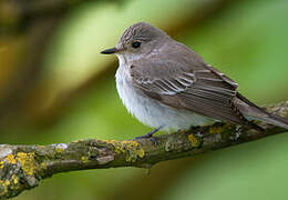 Spotted Flycatcher