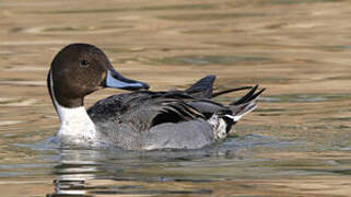 Canard pilet