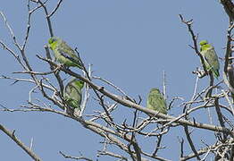Pacific Parrotlet