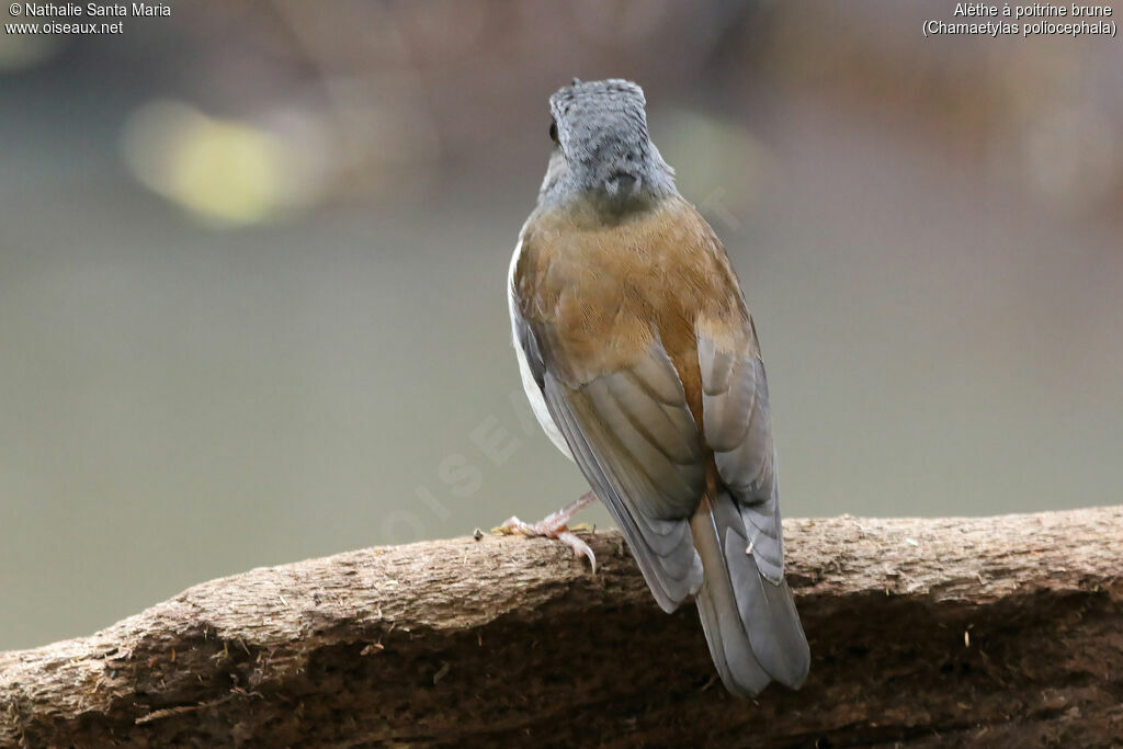 Alèthe à poitrine bruneadulte, identification, composition