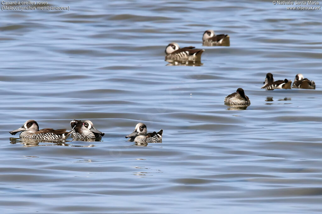 Canard à oreilles rosesadulte, habitat, pigmentation, nage