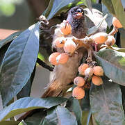 Speckled Mousebird