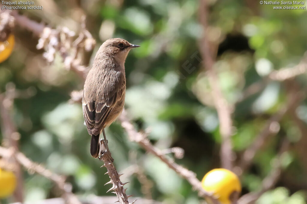 Traquet afroalpinadulte, identification, habitat