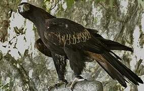 Aigle d'Australie
