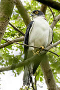 Pied Goshawk