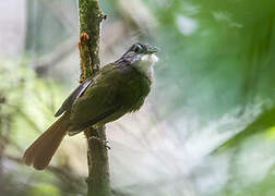Eastern Bearded Greenbul