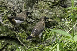 White-rumped Munia