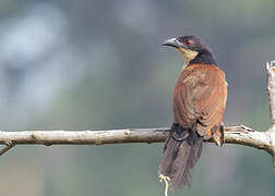 Senegal Coucal