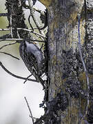 Brown Creeper