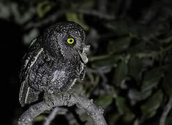 Cyprus Scops Owl