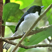 Flores Monarch