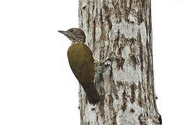 Gabon Woodpecker