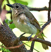 Rusty-breasted Whistler (fulvotincta)