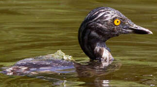 Least Grebe