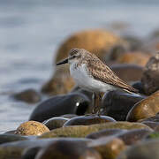 Semipalmated Sandpiper