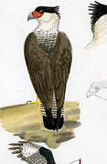 Crested Caracara