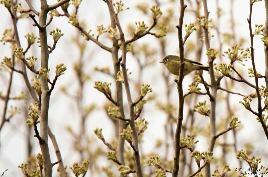 Roitelet à couronne rubis