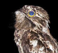 Common Potoo