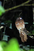 Rufous Potoo