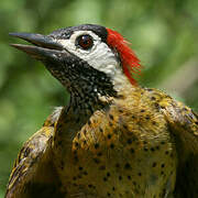 Spot-breasted Woodpecker
