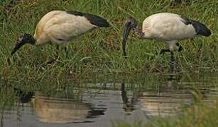 African Sacred Ibis