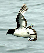 Pintado Petrel