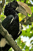 Silvery-cheeked Hornbill